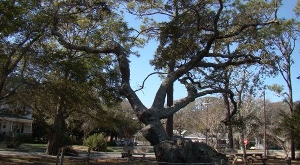 There’s No Other Historical Landmark In North Carolina Quite Like This 800-Year-Old Tree