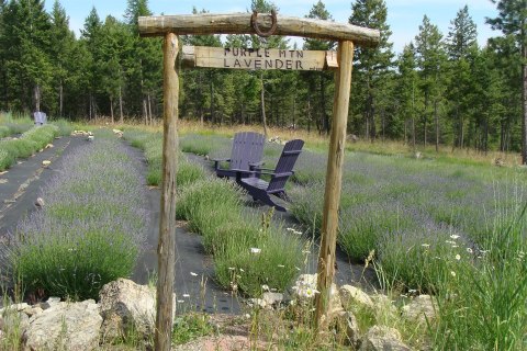 Get Lost In This Beautiful 40-Acre Lavender Farm In Montana