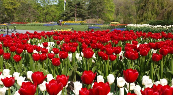 This New York Tulip Festival With Over 140,000 Flowers Will Transport You Into A Sea Of Color