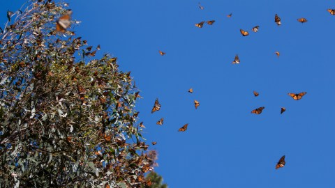 300 Million Monarch Butterflies Are Headed Straight For Texas This Spring
