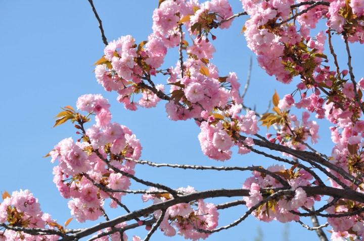 Buffalo Cherry Blossom Festival