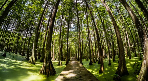 The Largest State Park In Louisiana Is A True Treasure You Have To See For Yourself