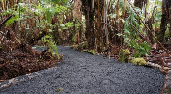 This Tiny Rainforest Oasis Is One Of The Last Of Its Kind In Hawaii