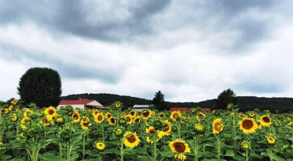 Get Lost In This Beautiful Sunflower Farm Near Nashville