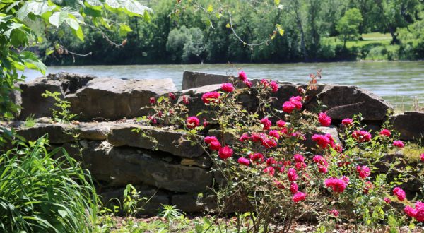 The Ruins Of Bentonsport Mill In Iowa Are Hiding A Splendid Rose Garden
