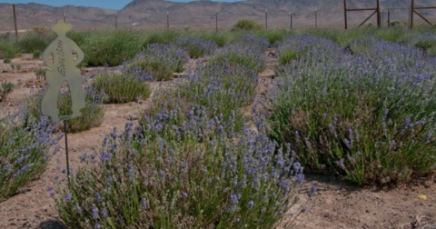 Nevada's Annual Lavender Festival Belongs On Your Bucket List