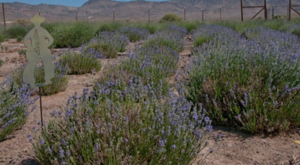 Nevada’s Annual Lavender Festival Belongs On Your Bucket List