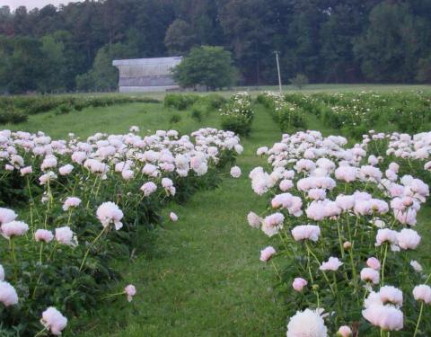 The Dreamy Peony Farm In Illinois You'll Want To Visit This Spring