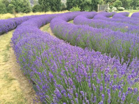Get Lost In This Beautiful 100-Acre Lavender Farm In Illinois