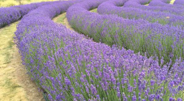 Get Lost In This Beautiful 100-Acre Lavender Farm In Illinois