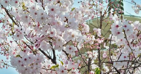 Northern California's Cherry Blossom Festival Is The Most Beautiful Way To Celebrate Spring