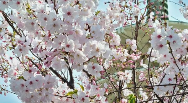 Northern California’s Cherry Blossom Festival Is The Most Beautiful Way To Celebrate Spring