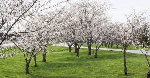 Missouri's Cherry Blossom Festival Is The Most Beautiful Way To Celebrate Spring