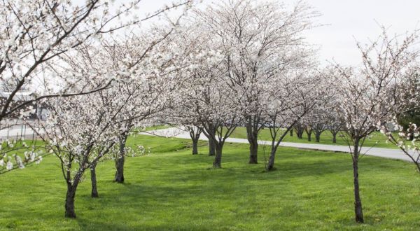 Missouri’s Cherry Blossom Festival Is The Most Beautiful Way To Celebrate Spring