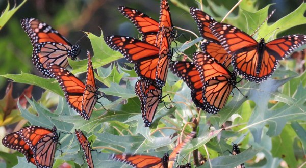 Millions and Millions of Monarch Butterflies Are Headed Straight For Indiana This Spring