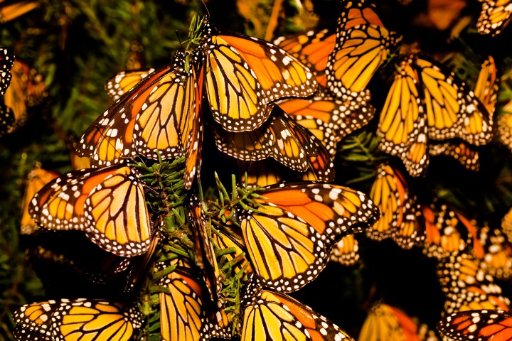 monarch butterflies in colorado