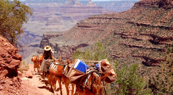 Go Hiking With Mules In Arizona For An Adventure Unlike Any Other