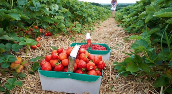 You Can Pick Your Own Strawberries At This Enchanting Orchard In Texas