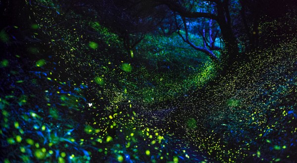 Here’s Where And When To See Millions Of Fireflies Dance Across America This Spring