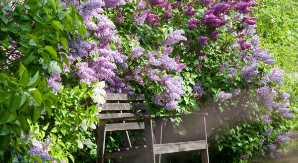 You’ll Be In Flower Heaven At This Incredible American Lilac Festival