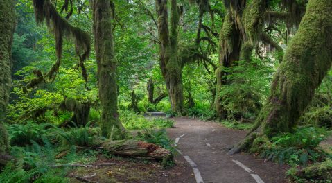 The Most Magical Rainforest Hike In The U.S. Will Leave You In Awe