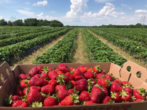 This 160-Acre U-Pick Berry Farm In Kansas Is The Perfect Way To Spend An Afternoon