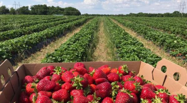 This 160-Acre U-Pick Berry Farm In Kansas Is The Perfect Way To Spend An Afternoon
