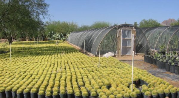 The Cactus Farm In Arizona Where You’ll Have A Perfectly Prickly Adventure
