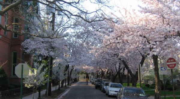 This Connecticut City Was Named One Of The Best Places To See Cherry Blossoms In The World