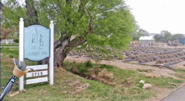 The Dreamy Lavender Farm In Colorado You’ll Want To Visit This Spring