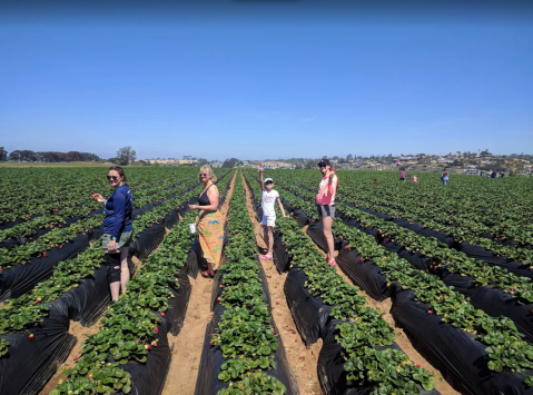 Take The Whole Family On A Day Trip To This Pick-Your-Own Strawberry Farm In Southern California