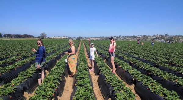 Take The Whole Family On A Day Trip To This Pick-Your-Own Strawberry Farm In Southern California