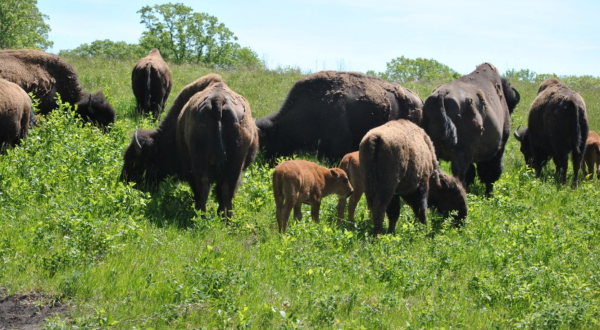 The Magical Place In North Dakota Where You Can View A Wild Bison Herd