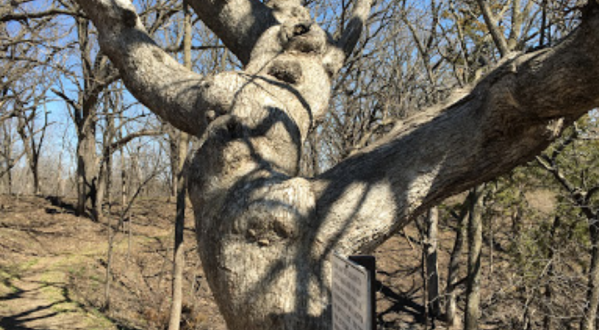 There’s No Other Historical Landmark In Nebraska Quite Like This 375-Year-Old Tree