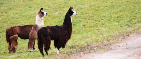 There’s A Bed and Breakfast On This Llama Farm In Massachusetts And You Simply Have To Visit
