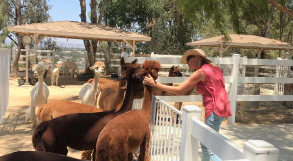 The Charming Little Alpaca Ranch In Southern California That Looks Straight Out Of A Storybook