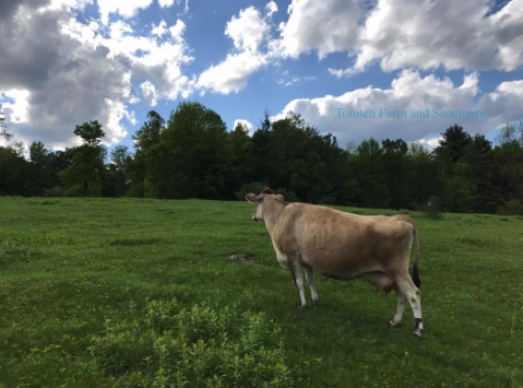 Tomten Farm Is An Incredible Animal Sanctuary Hidden Right Here In New Hampshire