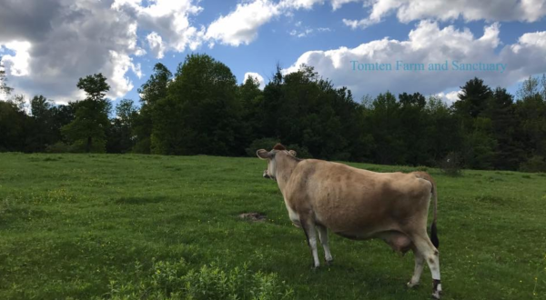 Tomten Farm Is An Incredible Animal Sanctuary Hidden Right Here In New Hampshire