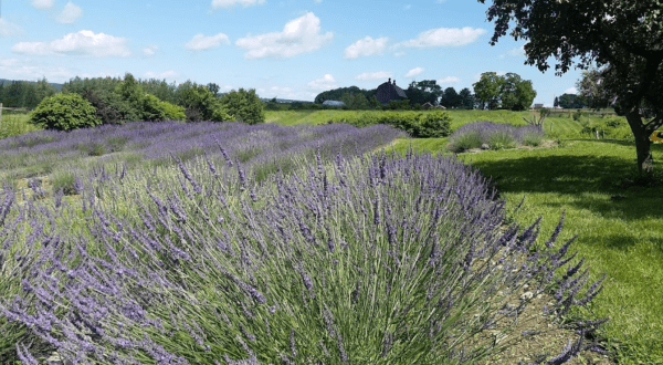 Get Lost In This Beautiful 15-Acre Lavender Farm Near Buffalo