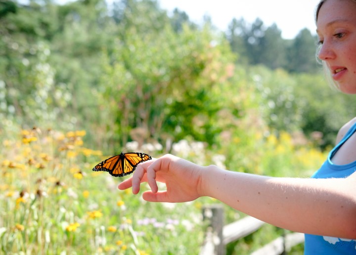 monarch butterflies in Kansas