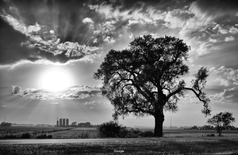 There’s No Other Historical Landmark In Kansas Quite Like This 100-Year-Old Tree