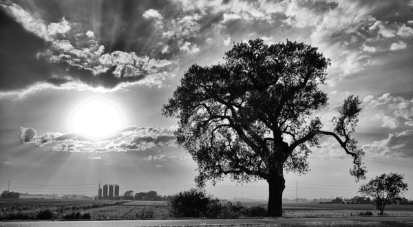 There’s No Other Historical Landmark In Kansas Quite Like This 100-Year-Old Tree