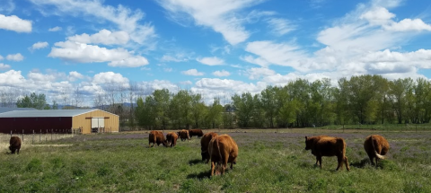 This Farm Walk In Idaho Is The Real Deal And Every Idahoan Should Do It At Least Once