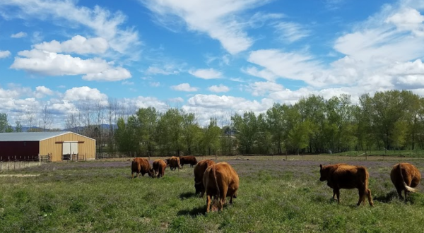 This Farm Walk In Idaho Is The Real Deal And Every Idahoan Should Do It At Least Once