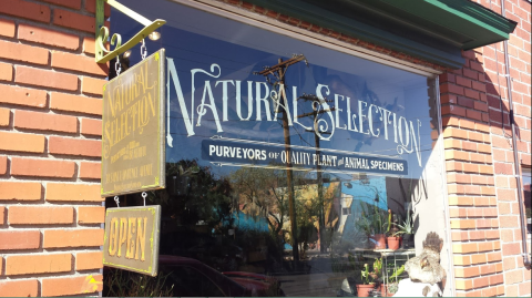 There's A Shop Of Curiosities In Nevada That Will Fill You With Strange Wonder