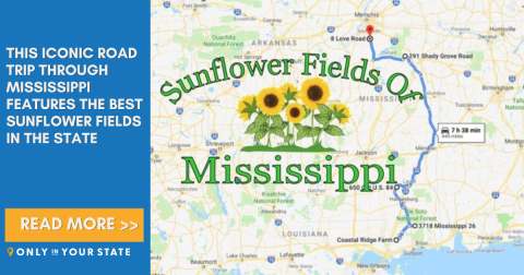 Take This Road Trip To The 5 Most Eye-Popping Sunflower Fields In Mississippi