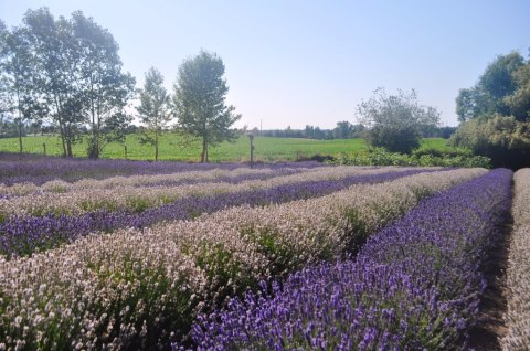 Get Lost In This Beautiful 10-Acre Lavender Farm In Washington