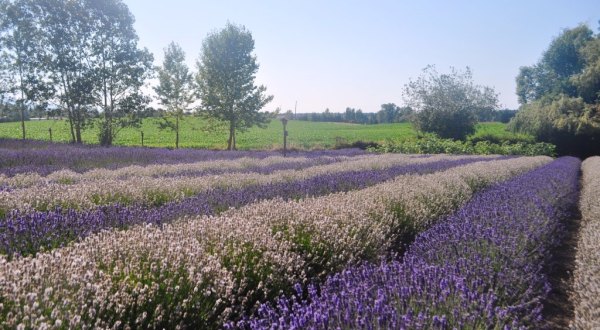 Get Lost In This Beautiful 10-Acre Lavender Farm In Washington