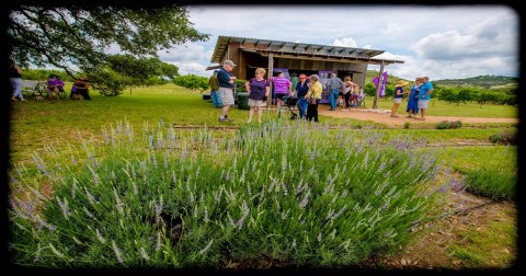 Texas' Annual Lavender Festival Belongs On Your Springtime Bucket List