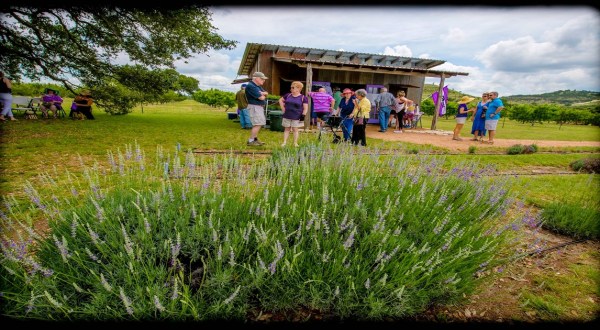 Texas’ Annual Lavender Festival Belongs On Your Springtime Bucket List